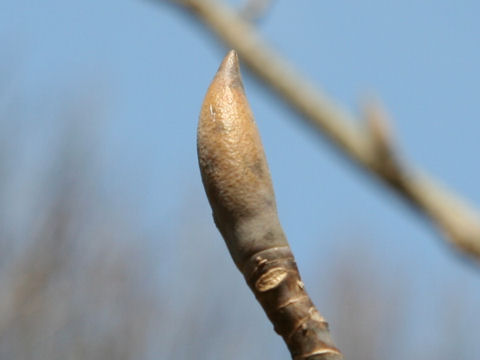 Magnolia obovata