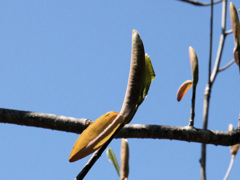 Magnolia obovata