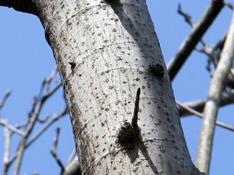 Magnolia obovata