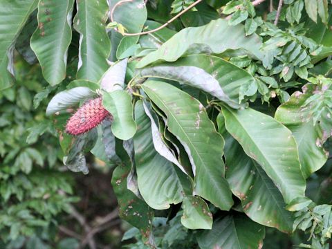 Magnolia obovata