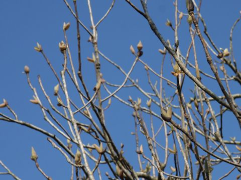 Magnolia obovata