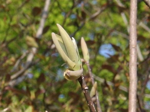 Magnolia obovata