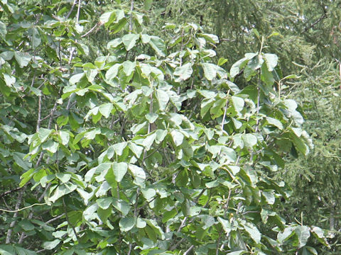 Magnolia obovata