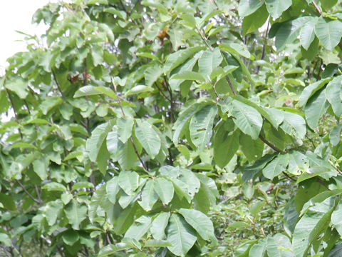 Magnolia obovata