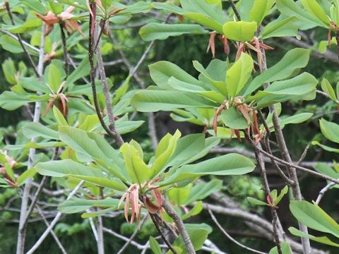 Magnolia obovata