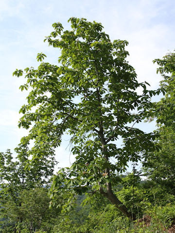 Magnolia obovata