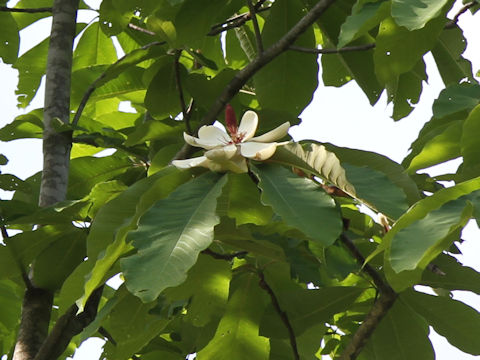 Magnolia obovata