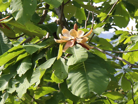 Magnolia obovata