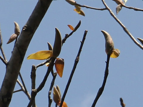 Magnolia obovata