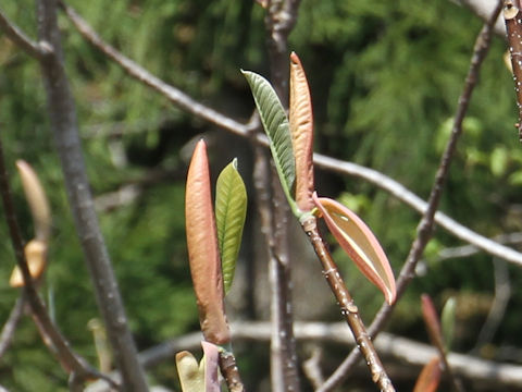 Magnolia obovata