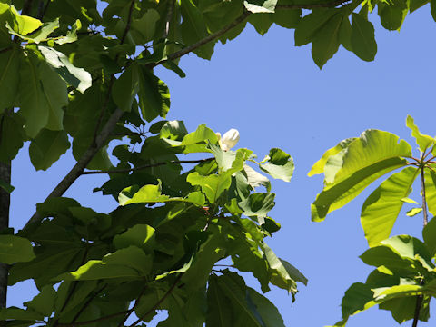 Magnolia obovata