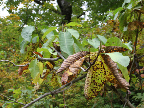 Magnolia obovata