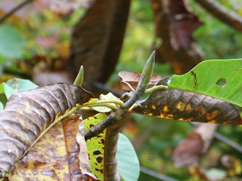 Magnolia obovata