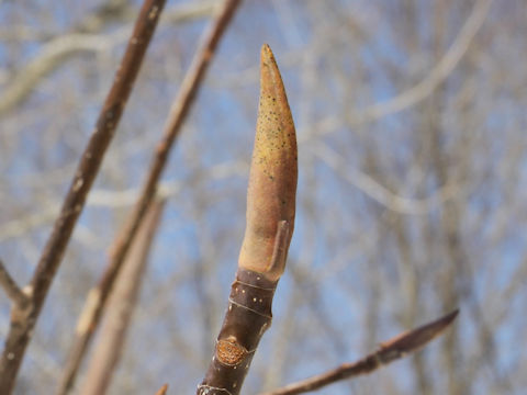 Magnolia obovata