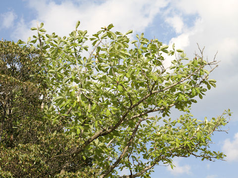 Magnolia obovata