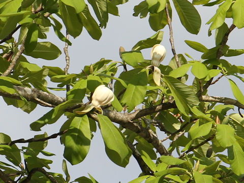 Magnolia obovata