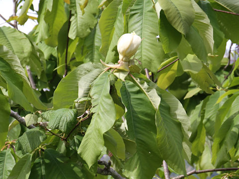 Magnolia obovata