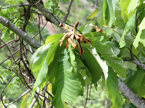 Magnolia obovata