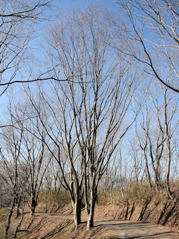 Magnolia obovata