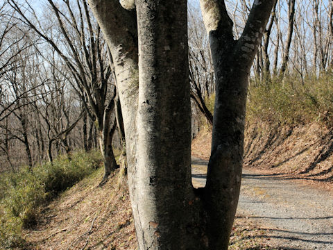 Magnolia obovata