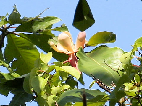 Magnolia obovata