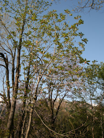 Magnolia obovata