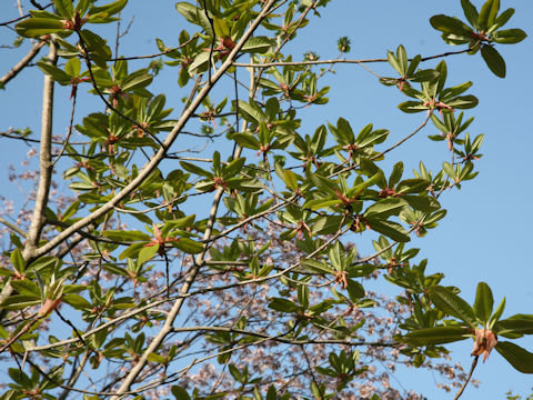 Magnolia obovata