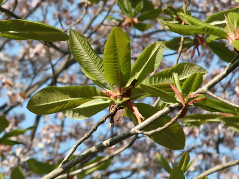 Magnolia obovata