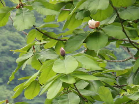 Magnolia obovata