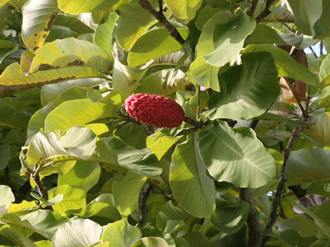 Magnolia obovata