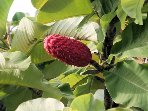 Magnolia obovata