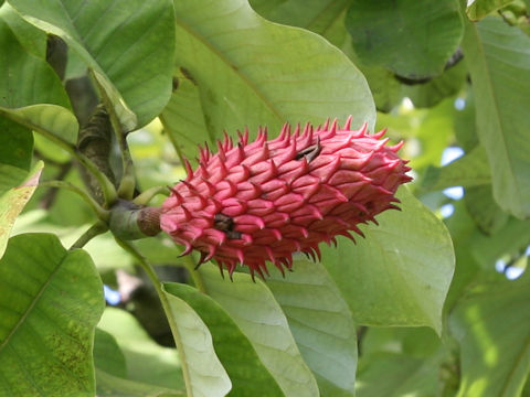 Magnolia obovata