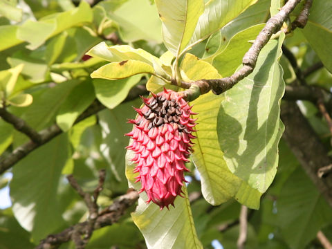 Magnolia obovata