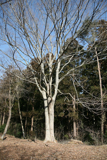 Magnolia obovata