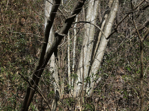 Magnolia obovata