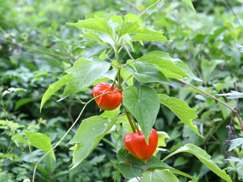 Physalis alkekengi var. franchetii