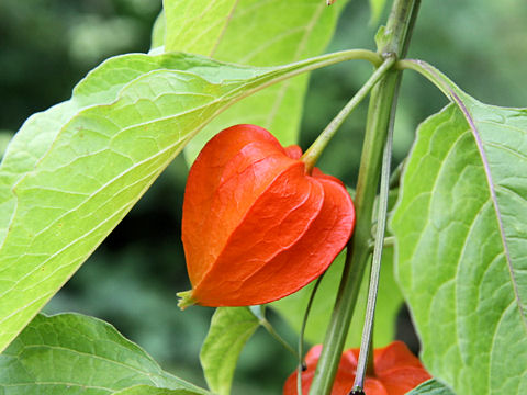 Physalis alkekengi var. franchetii