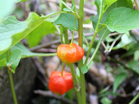 Physalis alkekengi var. franchetii