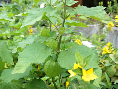 Physalis alkekengi var. franchetii