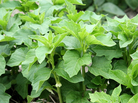 Physalis alkekengi var. franchetii