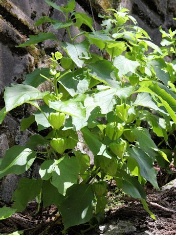 Physalis alkekengi var. franchetii