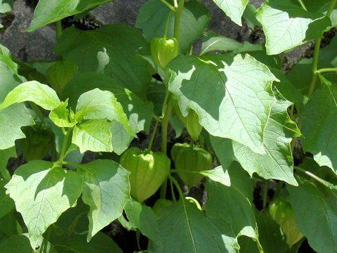 Physalis alkekengi var. franchetii