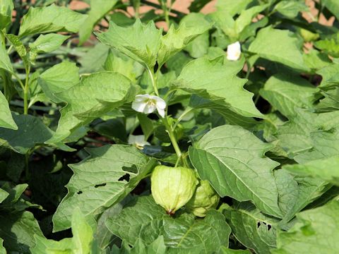 Physalis alkekengi var. franchetii