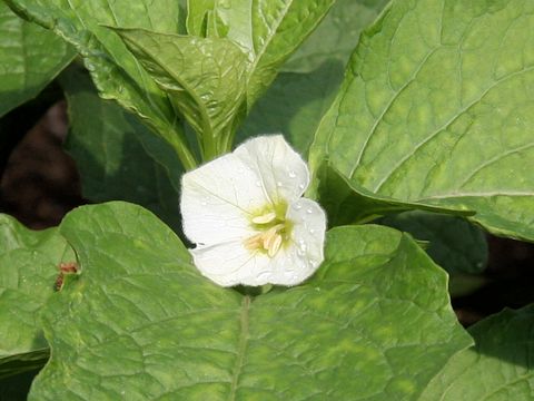 Physalis alkekengi var. franchetii