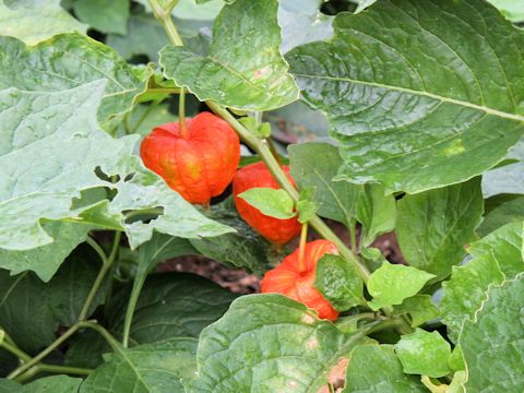 Physalis alkekengi var. franchetii