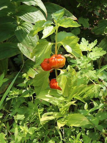 ホオズキ (Physalis alkekengi var. franchetii)
