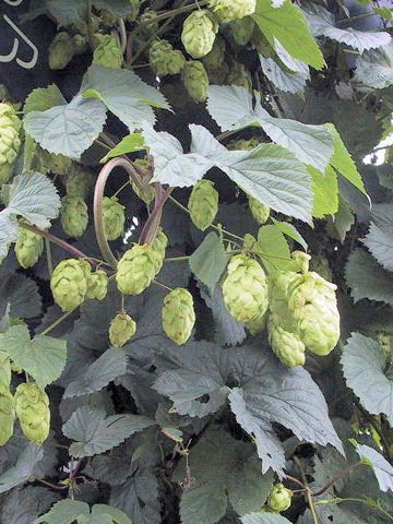 Humulus lupulus