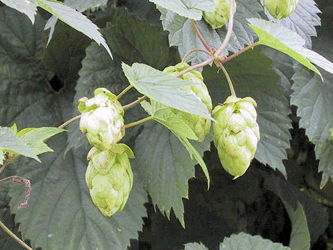 Humulus lupulus