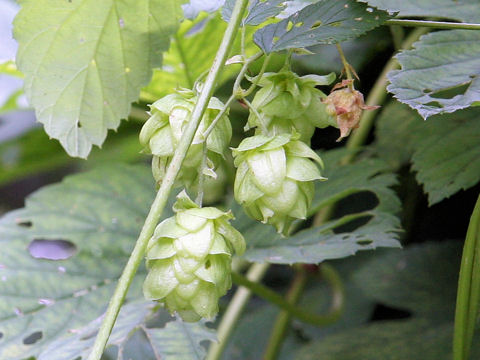 Humulus lupulus