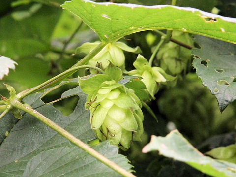 Humulus lupulus